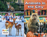 Animals in the City