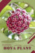 Hoya plant