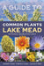 A Guide to Common Plants of Lake Mead National Recreation Area