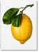 The Gourmand’s Lemon