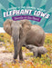 Elephant Cows