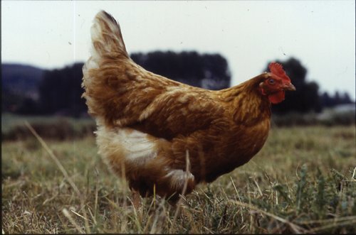Flussfahrt mit Huhn - Director's Cut