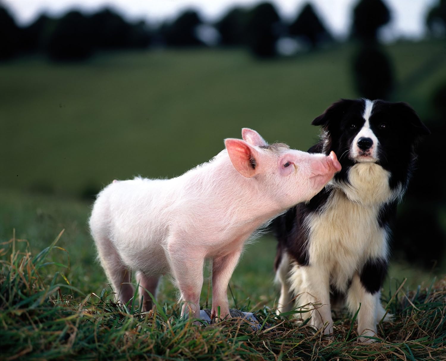 Ein Schweinchen Namens Babe