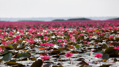Wildes Thailand