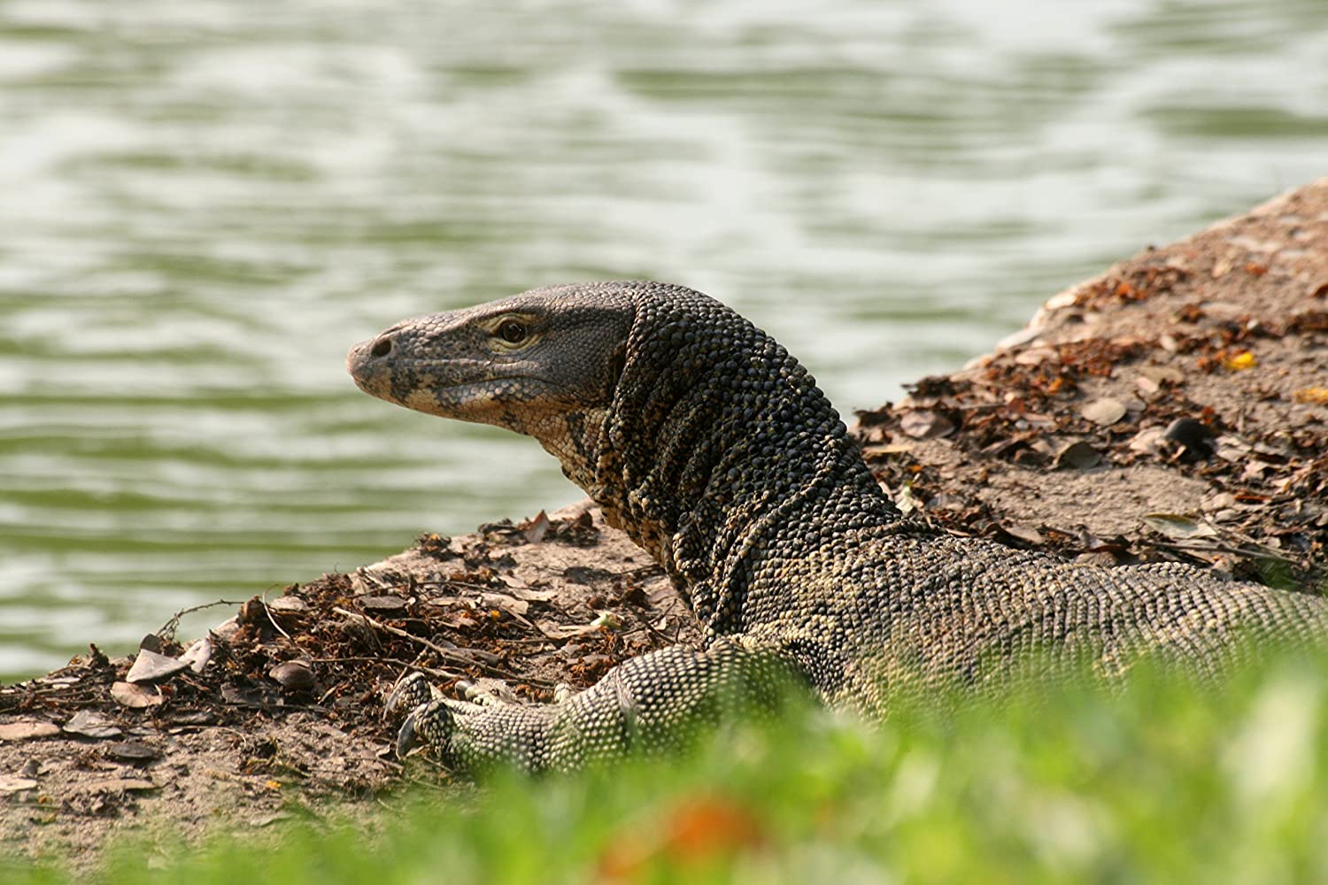 Wildes Thailand