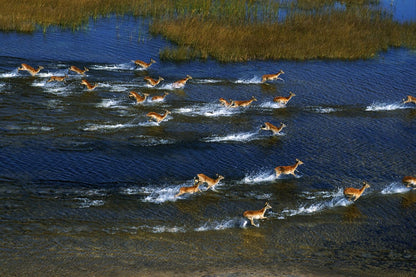 African Safari