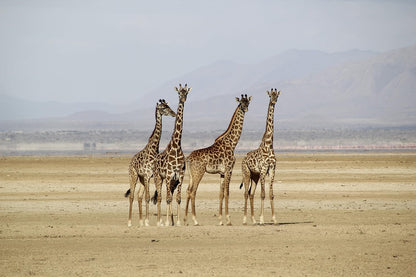 African Safari