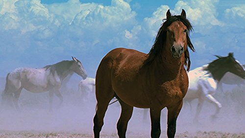 Wild Mustang