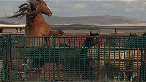Wild Mustang