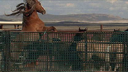 Wild Mustang