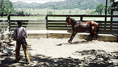 Wild Mustang
