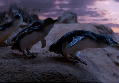 ODDBALL - RETTER DER PINGUINE BD - ODDBALL - RETTER DER PINGUINE