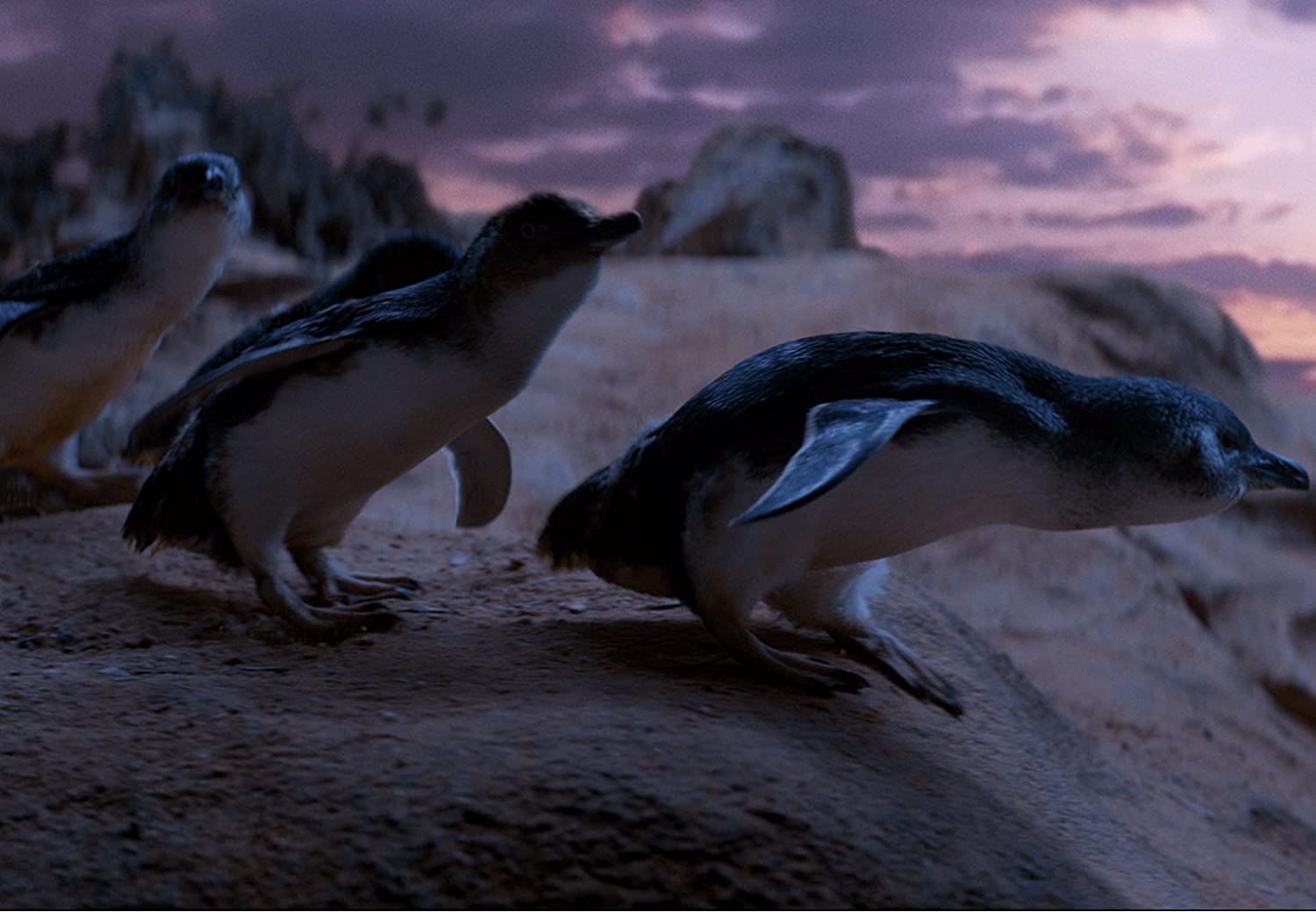 Oddball - Retter der Pinguine
