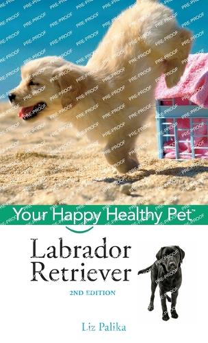 Labrador Retriever