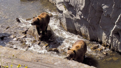 PIGALLE, JEAN-CLAUDE - PLANET ANIMAL - UNSERE TIERWELT