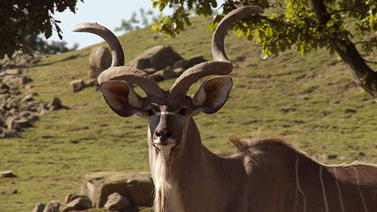 PIGALLE, JEAN-CLAUDE - PLANET ANIMAL - UNSERE TIERWELT