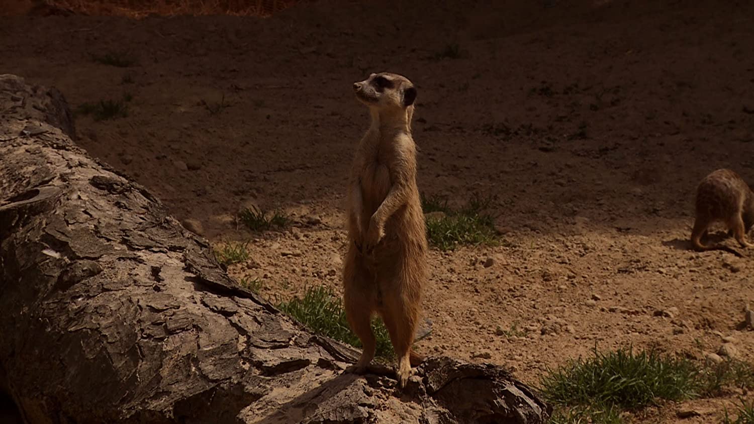PIGALLE, JEAN-CLAUDE - PLANET ANIMAL - UNSERE TIERWELT