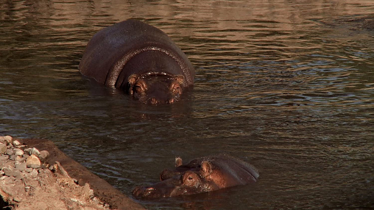 Planet Animal - Unsere Tierwelt