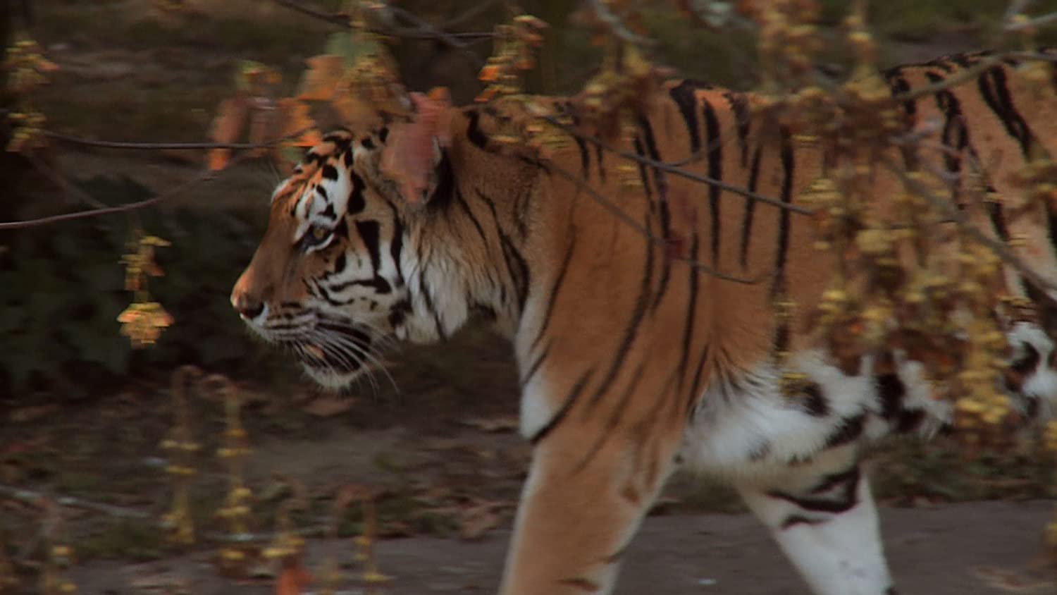 PIGALLE, JEAN-CLAUDE - PLANET ANIMAL - UNSERE TIERWELT