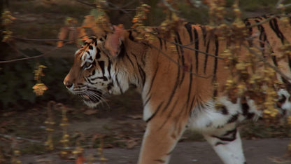 PIGALLE, JEAN-CLAUDE - PLANET ANIMAL - UNSERE TIERWELT