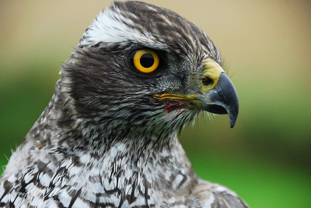 Wild Britain (Hugh Bonneville)