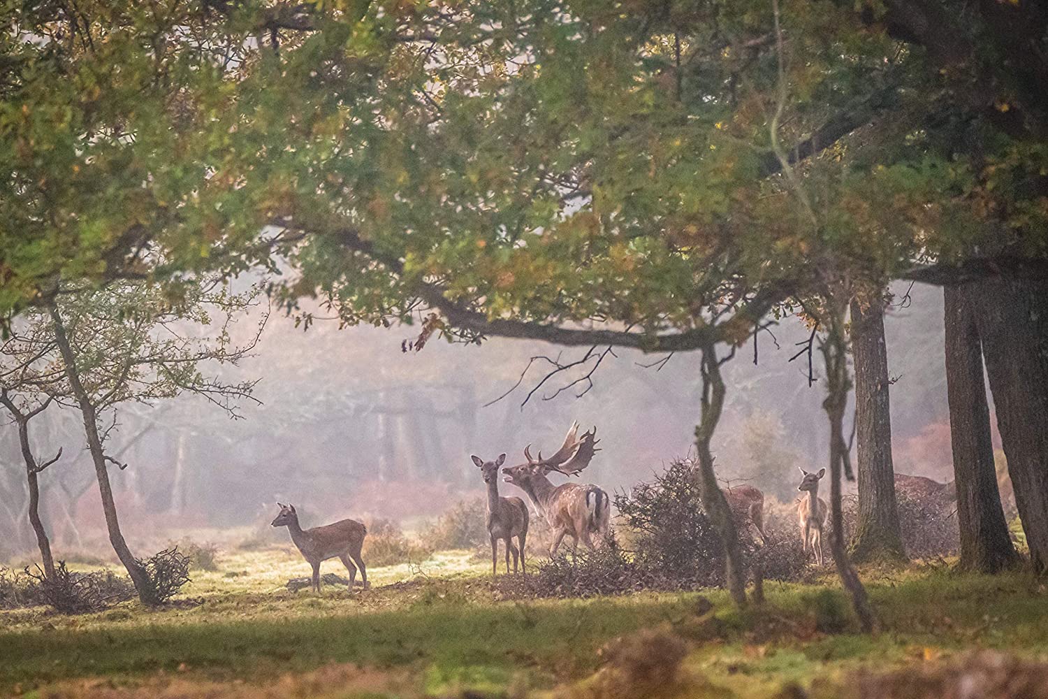 Wild Britain (Hugh Bonneville)