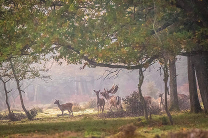 Wild Britain (Hugh Bonneville)