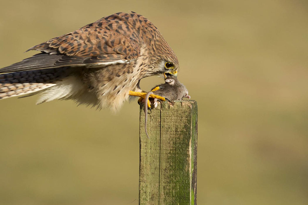 Wild Britain (Hugh Bonneville)
