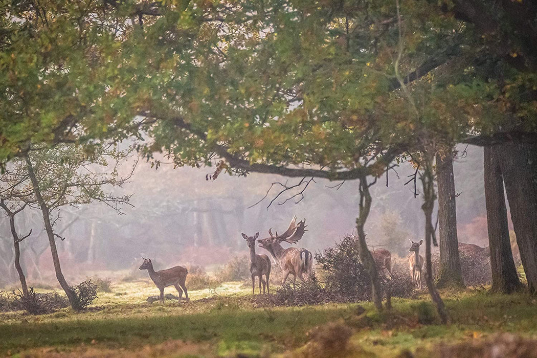 Wild Britain (Hugh Bonneville)