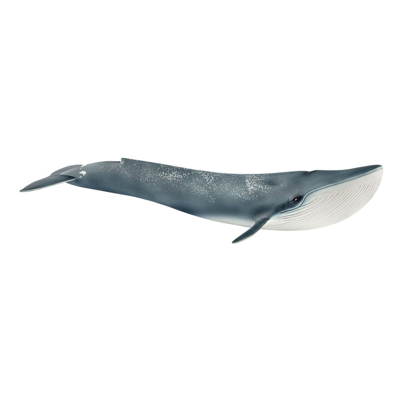 schleich 14806 Blauwal, für Kinder ab 3+ Jahren, WILD LIFE - Spielfigur