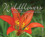 Wildflowers: Nature's Stunning Beauty on Display (Nature Appreciation