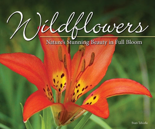 Wildflowers: Nature's Stunning Beauty on Display (Nature Appreciation