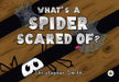 What's a Spider Scared of?