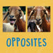 Opposites: English Edition (Nunavummi