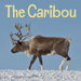 The Caribou