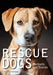 Rescue Dogs