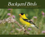 Backyard Birds
