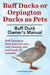 Buff Ducks or Buff Orpington Ducks as Pets. Buff Duck Owner's Manual. Buff Orpington Duck Pros and Cons, Care, Housing, Diet and Health All Included.
