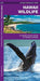 Hawaii Wildlife