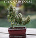Cannabonsai