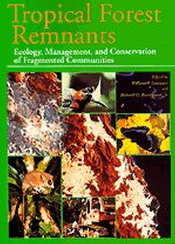 Tropical Forest Remnants