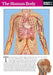 The Human Body