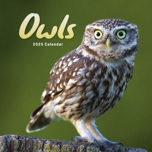 2025 Owls Mini