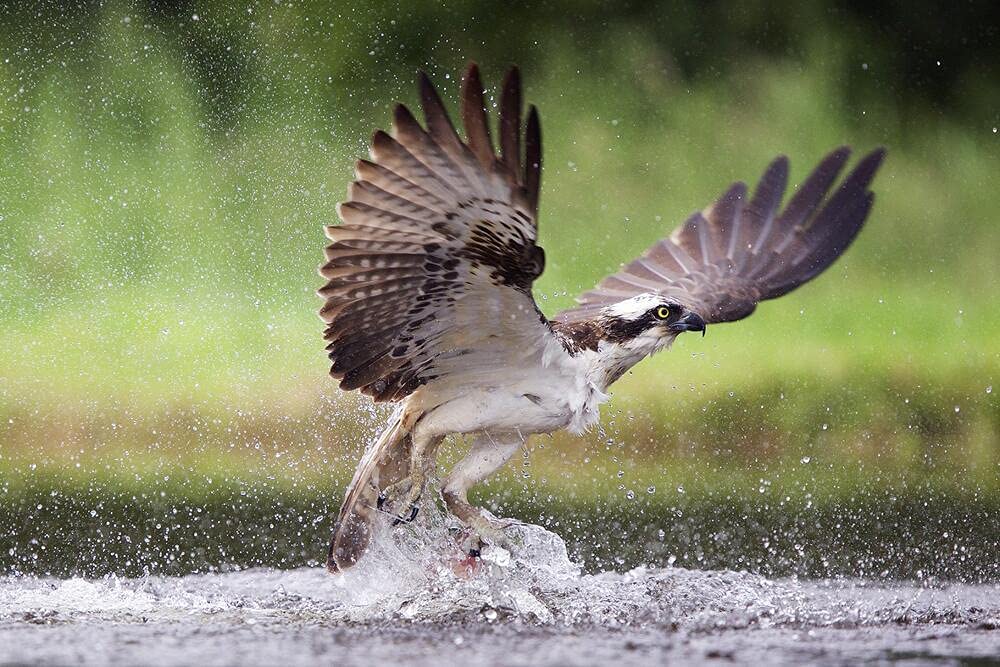 Les Saisons