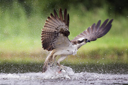 Les Saisons