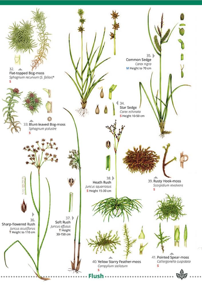 Plant Identification for Phase 1 Habitat Survey: Heaths and Mires (WildID