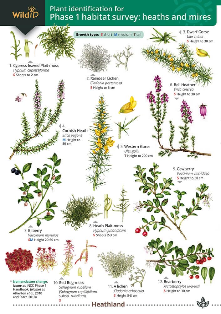 Plant Identification for Phase 1 Habitat Survey: Heaths and Mires (WildID
