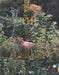 Siân Davey: The Garden