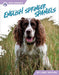 English Springer Spaniels