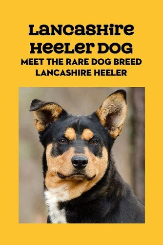 Lancashire Heeler Dog